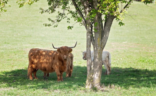 Brown Highland cattle with long horns grazing under a large tree in a green pasture